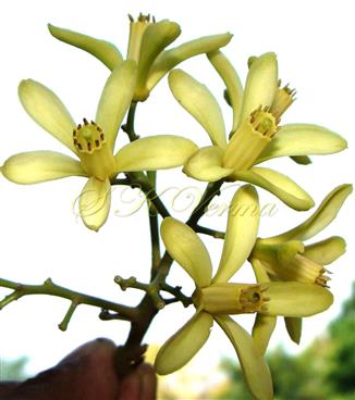  Inflorescence